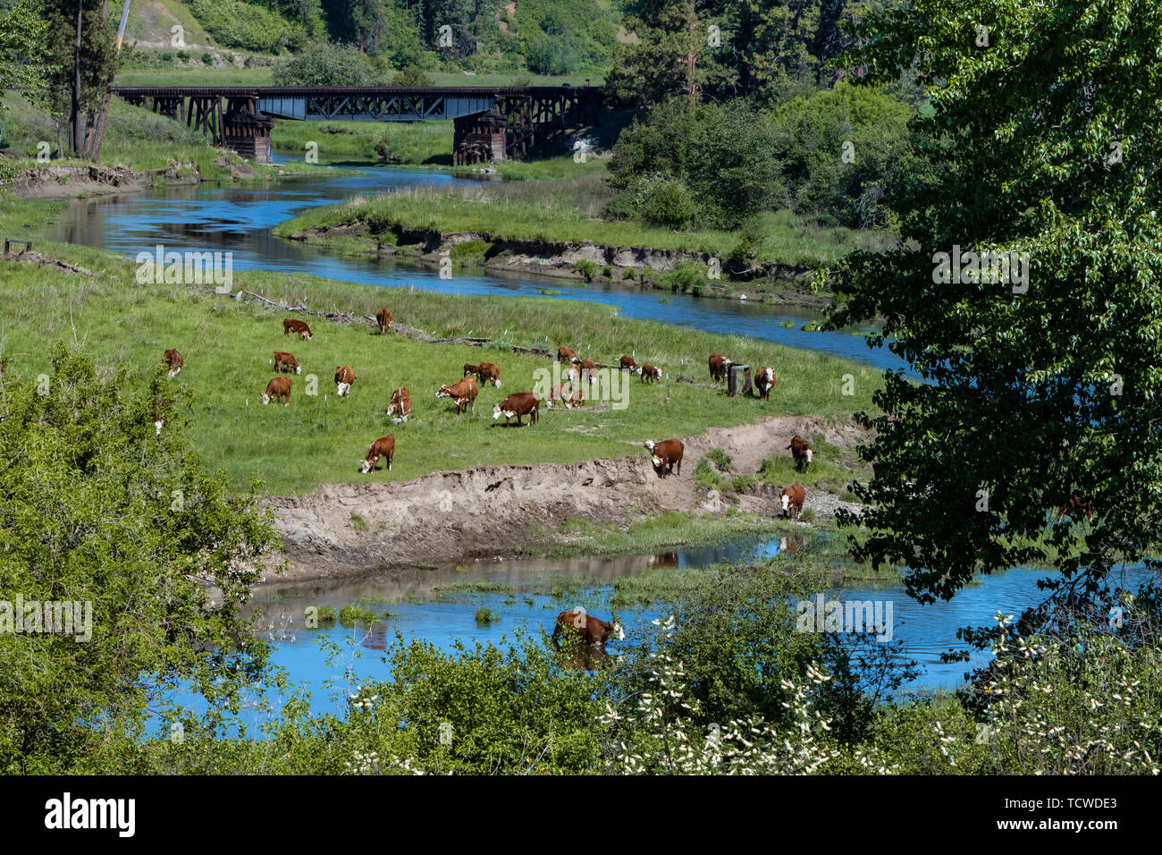 Un troupeau de bétail à côté d'un ruisseau dans une vallée près du village de pâturage Palouse, Washington, USA. Banque D'Images