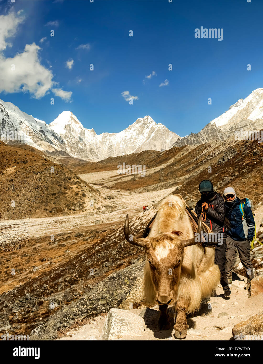 Dingboche, Népal - 31 Oct 2018 : les porteurs et le Yak sur le sentier jusqu'à Dingboche et sur la façon de Camp de base de l'Everest au Népal. Banque D'Images