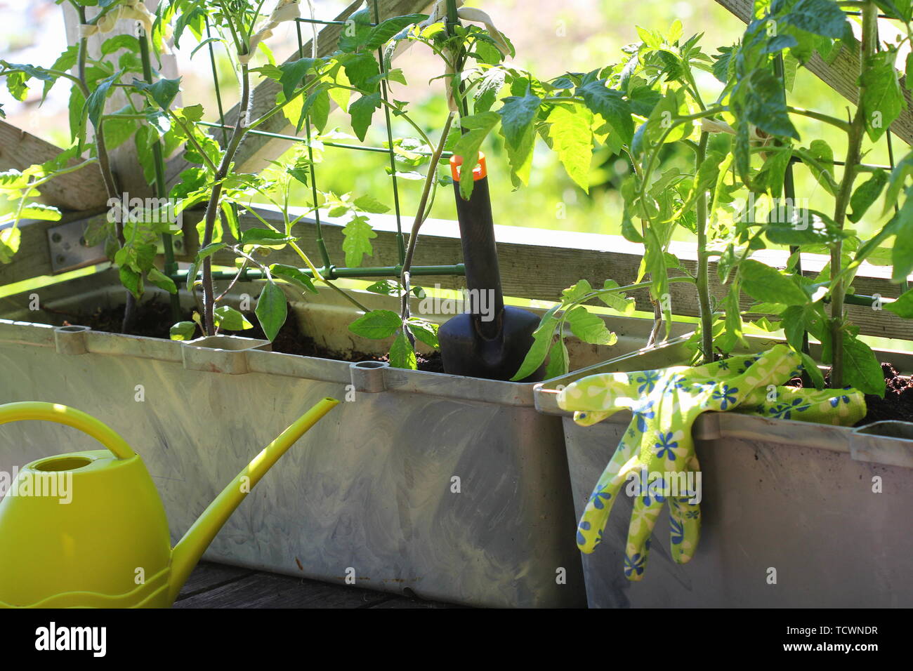 Jardinage légumes de conteneurs. Jardin potager sur une terrasse. Fleur, les tomates dans un récipient de plus en plus . Banque D'Images