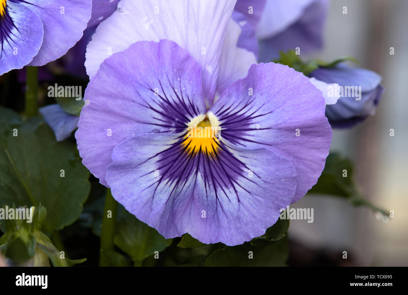 L'extérieur de fleurs Rosenbad, Stockholm, Suède Banque D'Images