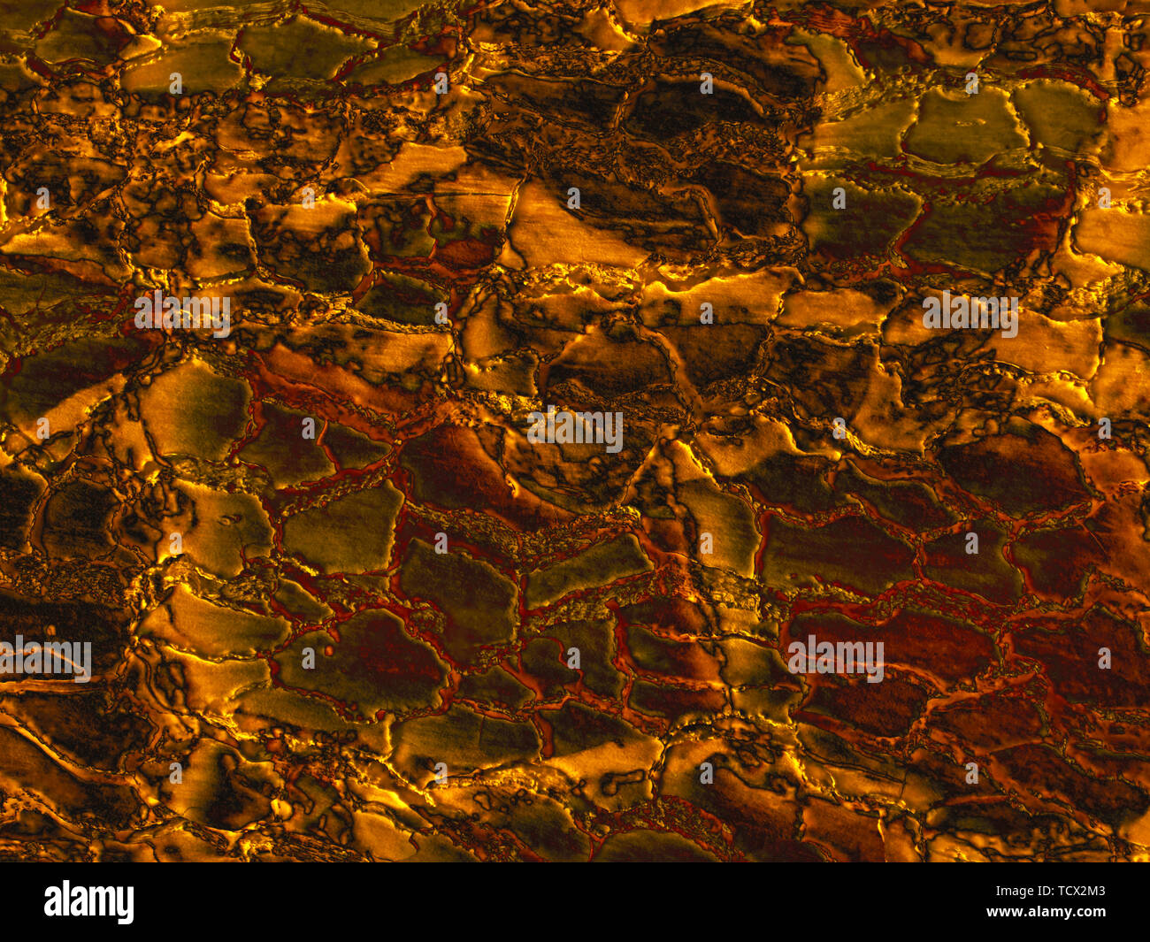 Bois de couleur peinture or texture de surface. Grain de bois rare modèle naturel pour la conception et la décoration. Résumé fond métallique brillant. Banque D'Images