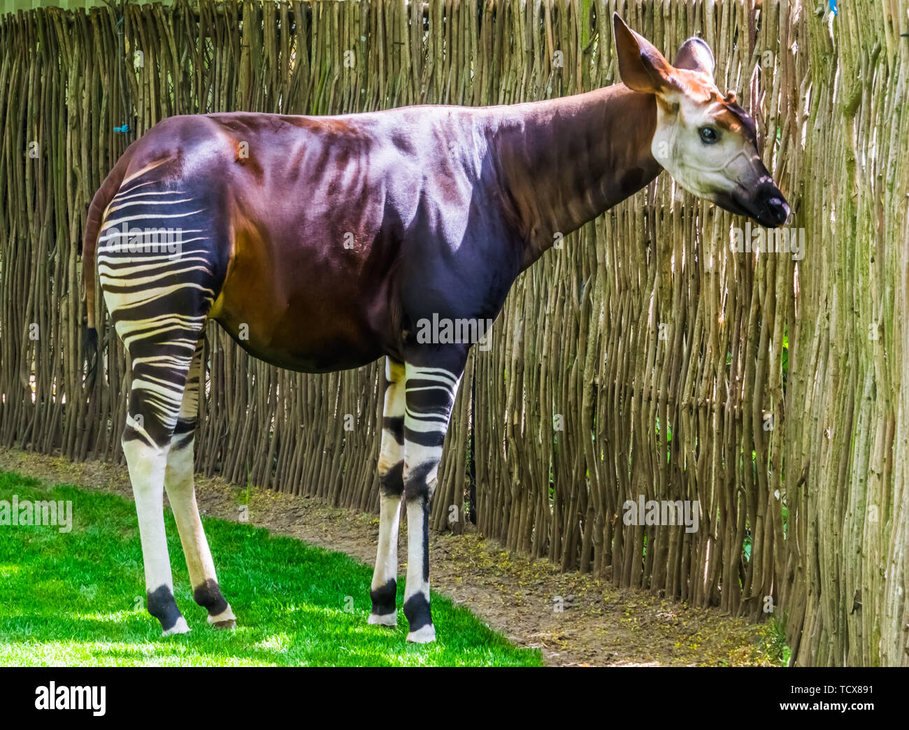 Okapi en libre, en voie de disparition Espèce animale, des girafes de l ...