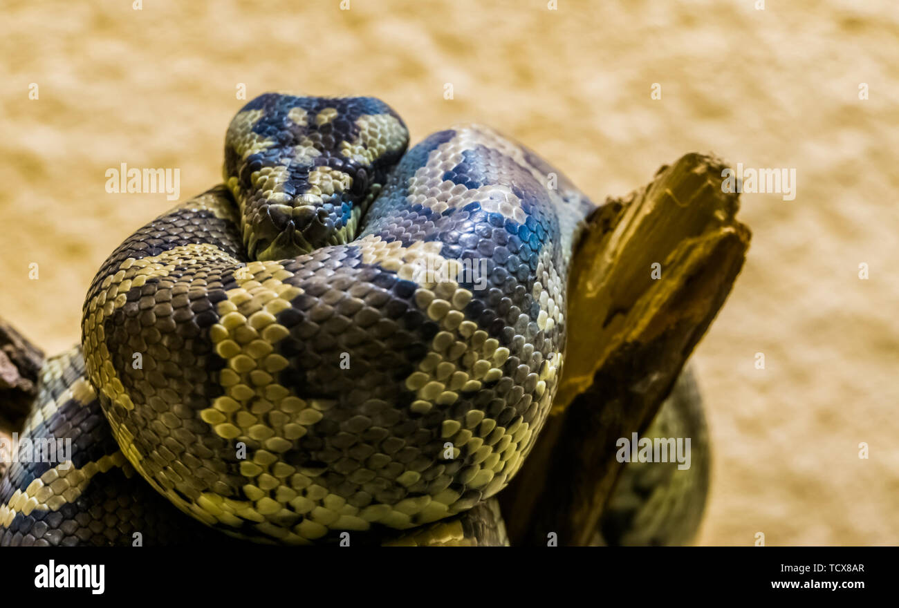 Libre d'un tapis nord-ouest de python sur une branche d'arbre, serpent tropical de l'Australie Banque D'Images