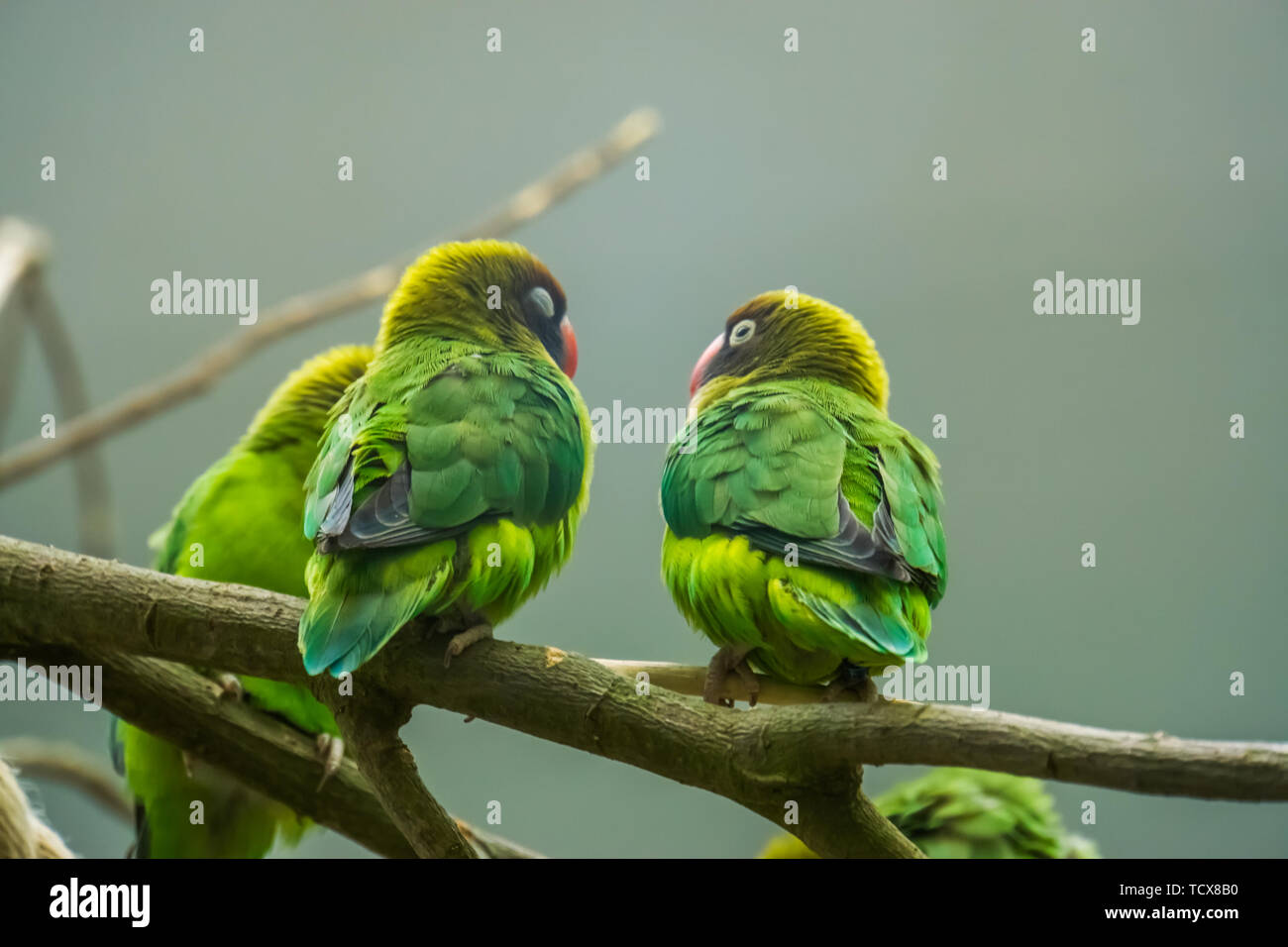 Couple d'inséparables à joues noires assis sur une branche, oiseaux tropicaux à partir de la Zambie, Afrique Banque D'Images