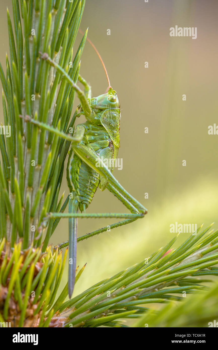 Nymphe femelle de grande Green Bush-Cricket (Tettigonia viridissima) avec l'ovipositeur. C'est une espèce d'katydid ou bush-cricket appartenant à la Banque D'Images