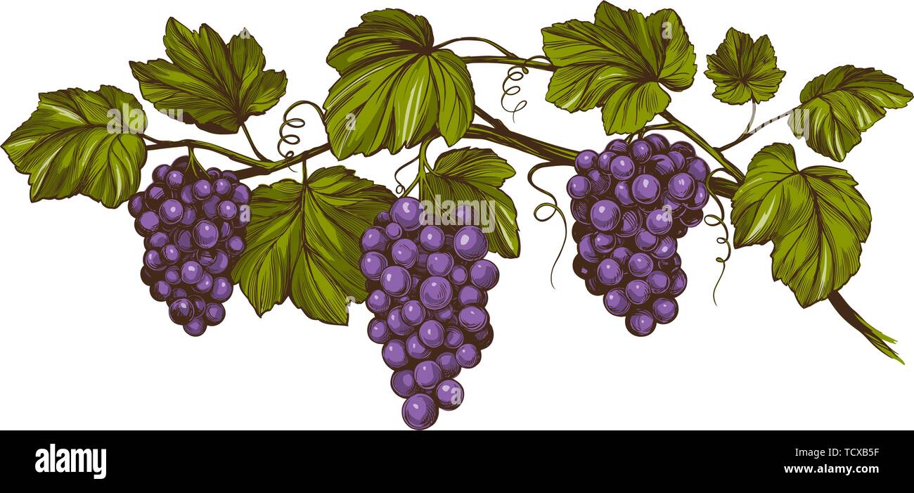 Vigne, raisin, dessiné à la main couleur croquis réalistes d'illustration vectorielle Illustration de Vecteur