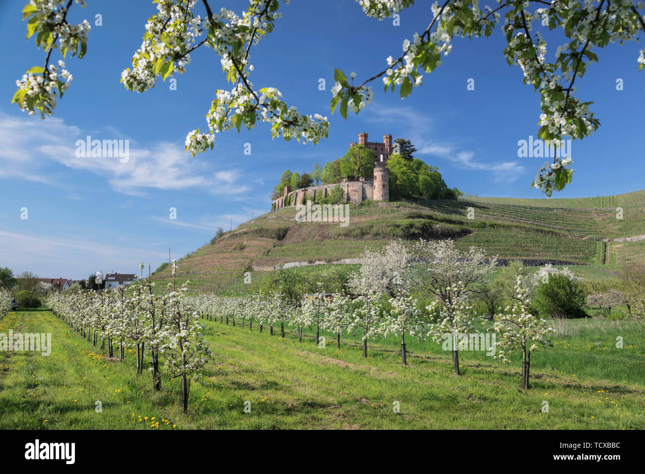 Château d'Ortenberg au printemps, Offenburg, Forêt Noire, Bade-Wurtemberg, Allemagne, Europe Banque D'Images