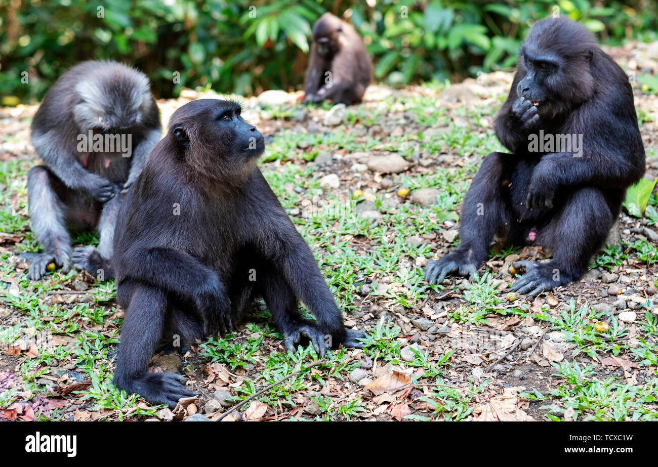 Célébes macaques dans la forêt, Parc national de Manusela, île de Seram, Moluques (Maluku, Indonésie, Asie du Sud-est, Asie Banque D'Images