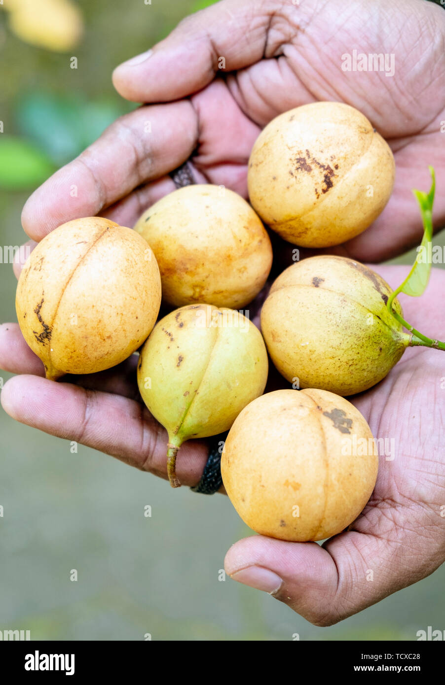 Nutmegs, îles Spice, Moluques (Maluku, Indonésie, Asie du Sud-est, Asie Banque D'Images