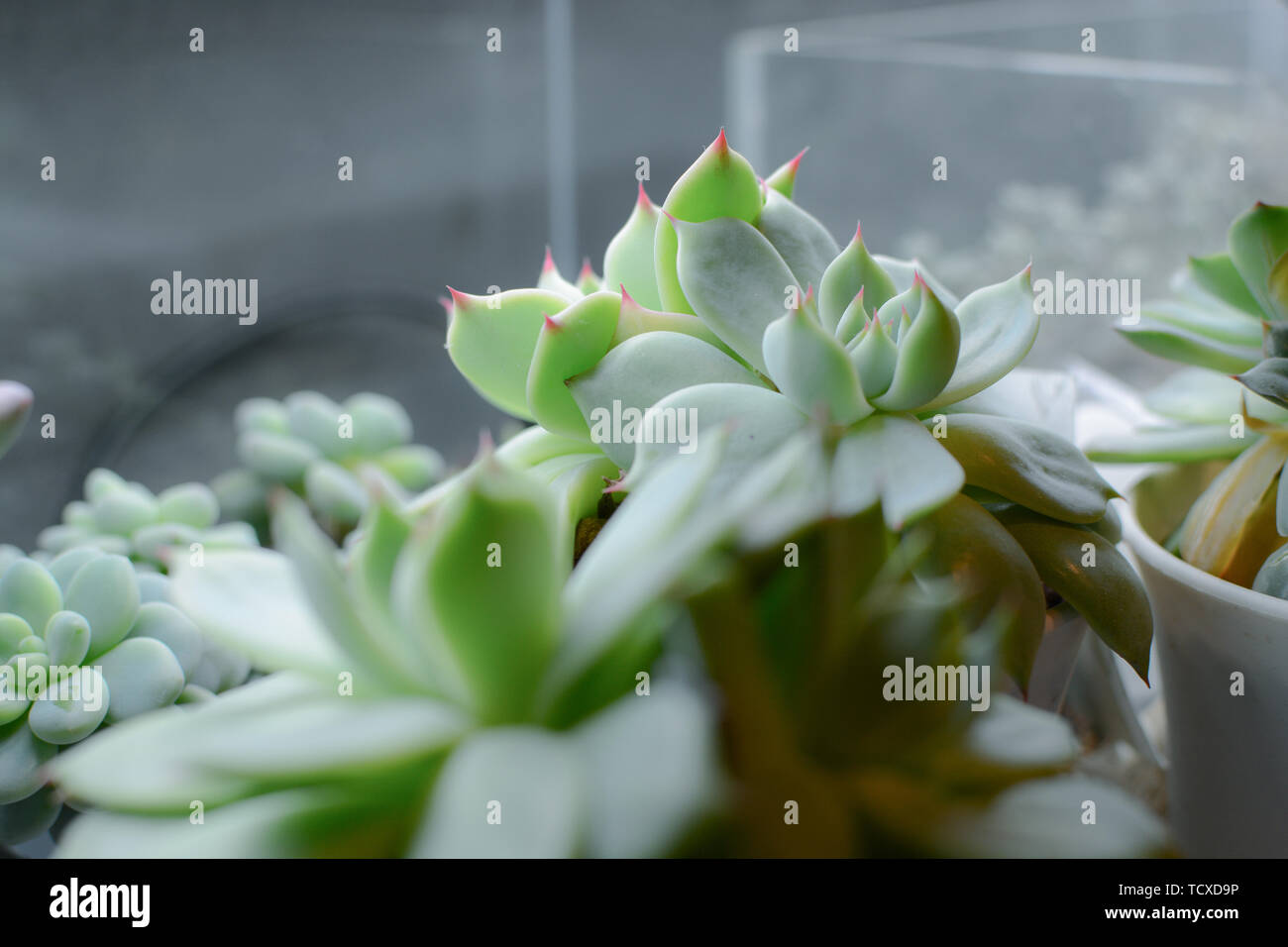 Une plante charnelle dans la nuit. Banque D'Images