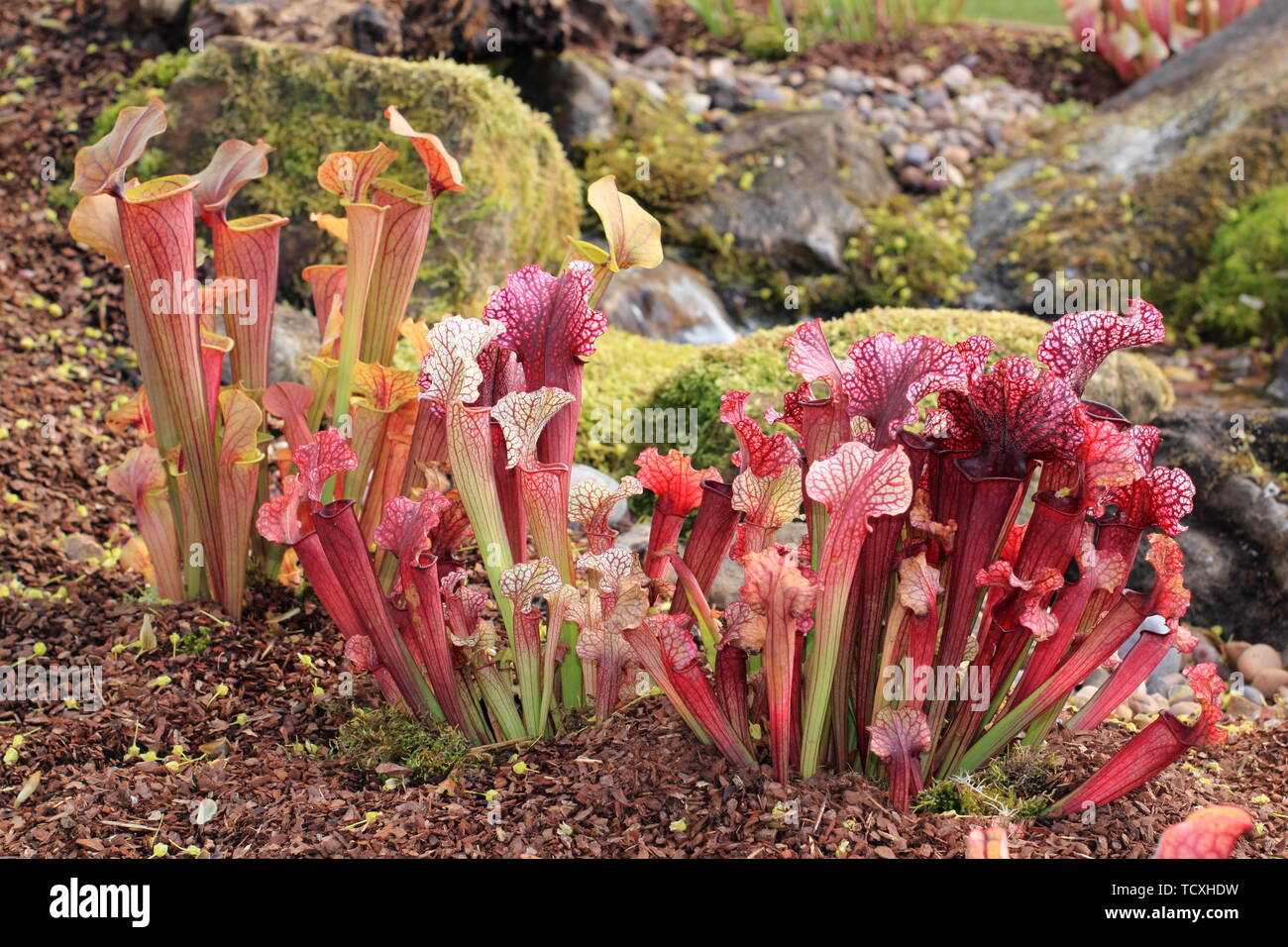 Sarracenia. Sarracenia x Tygo (à gauche) et Sarracenia x Juidth (droit) - de la sarracénie carnivores d'Amérique du Nord dans un jardin marécageux Banque D'Images