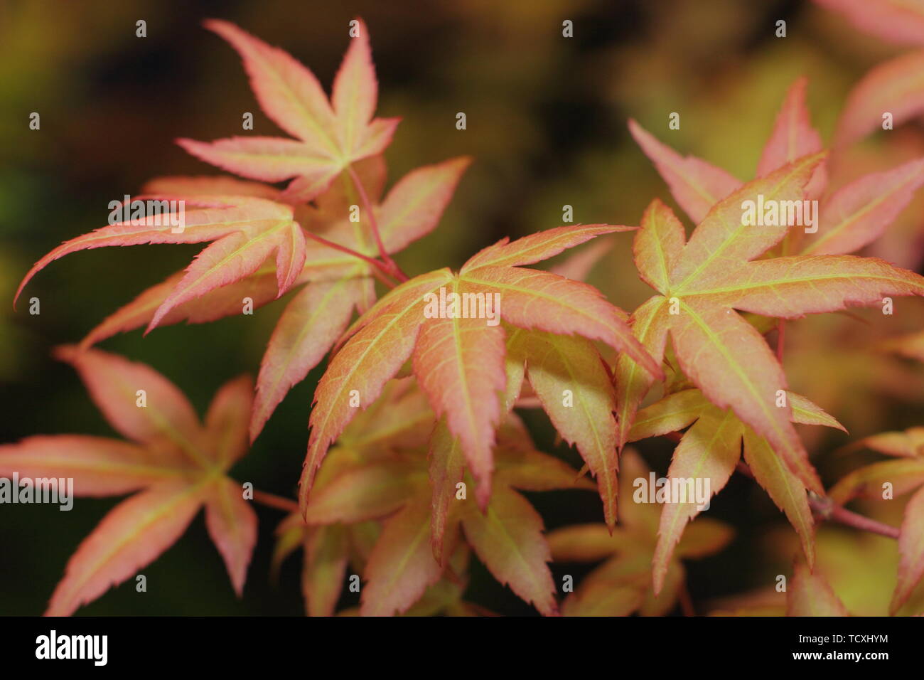 Acer palamtum 'Isobel' feuillage acer japonais au printemps - Avril - UK Banque D'Images