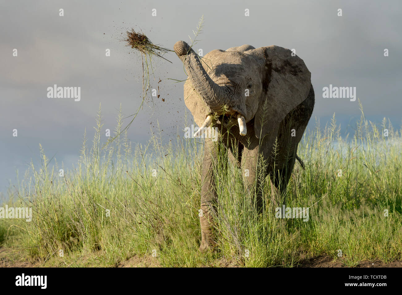 Young African elephant (Loxodonta africana) jouant avec l'herbe sur la savane, le parc national Amboseli, au Kenya. Banque D'Images