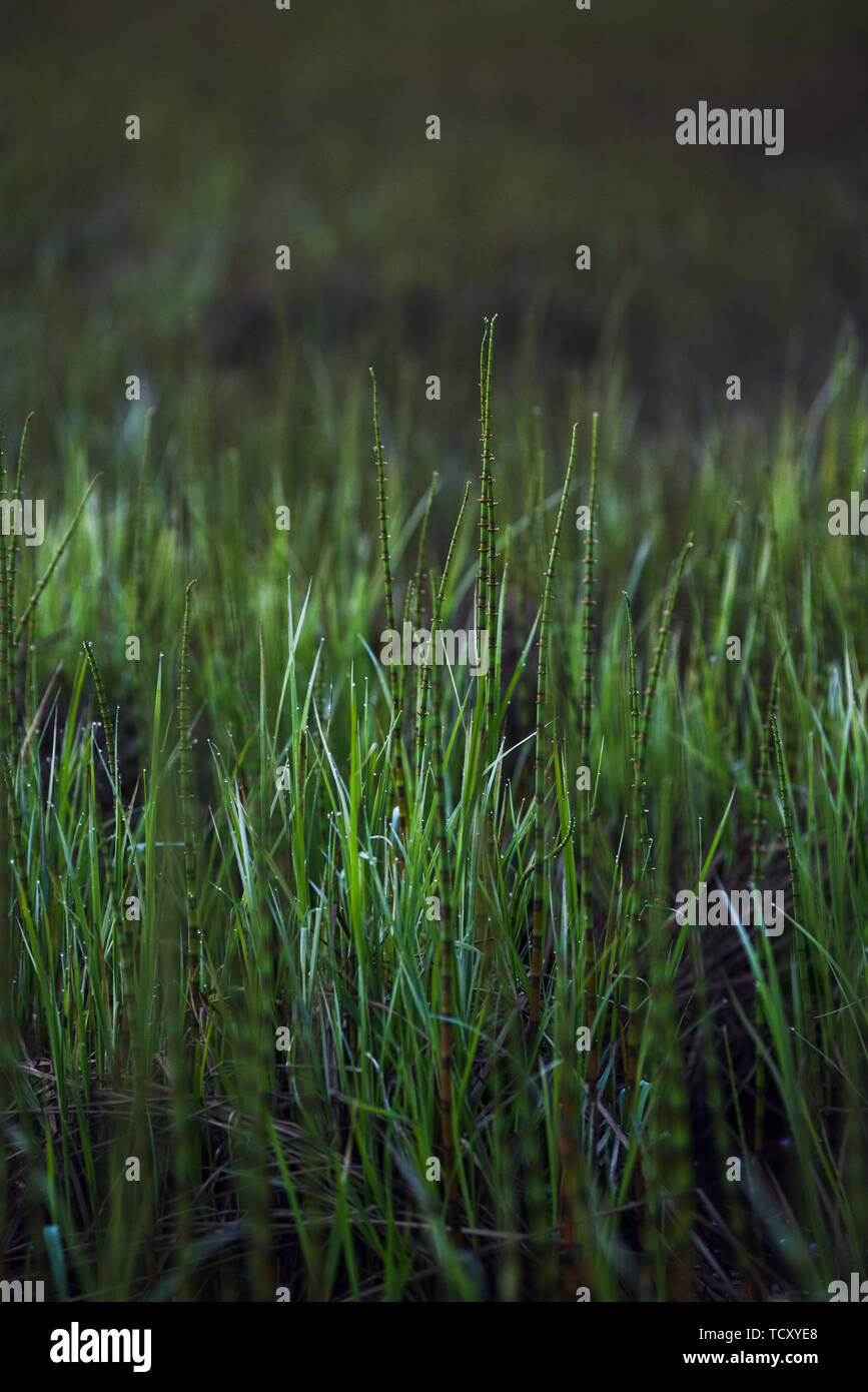 Les jeunes pousses de prêle sur la rive d'un lac de forêt. Banque D'Images