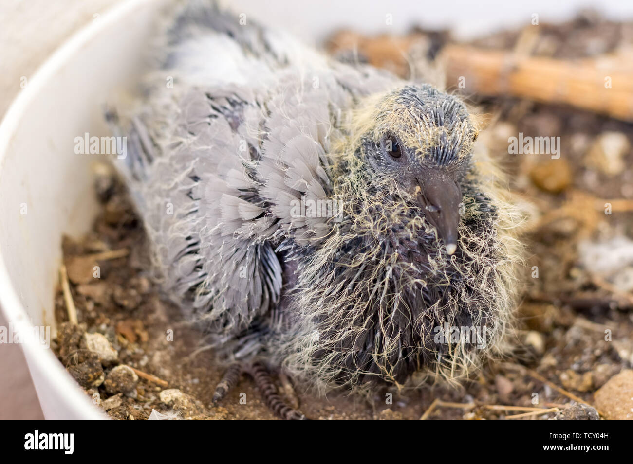 Portrait d'un petit pigeon assis dans le pot de fleurs et d'attente pour l'alimentation Banque D'Images