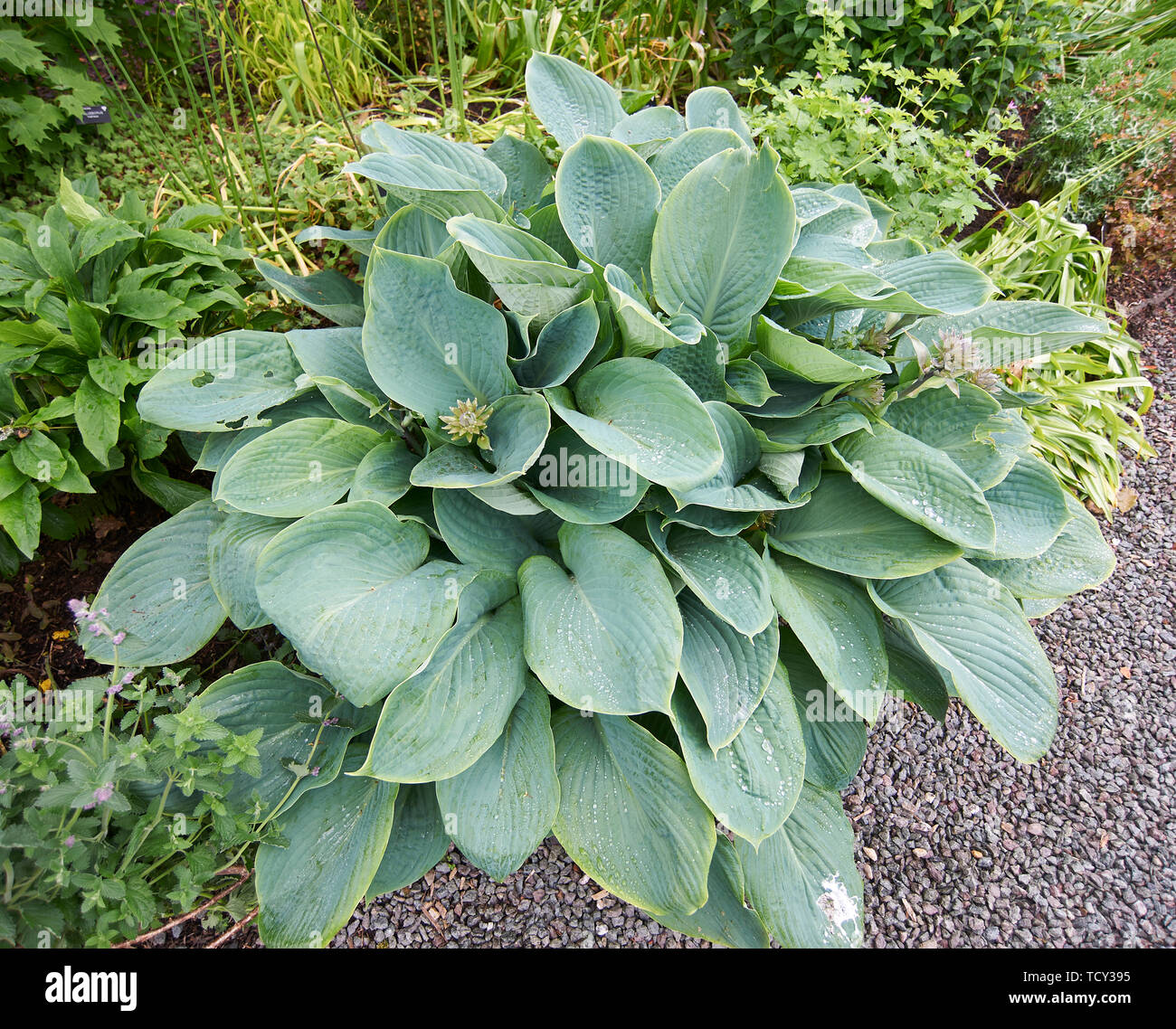 Hosta plantes poussant dans un jardin en bordure de l'été soleil, Holehird gardens, Windermere, Lake District, Cumbria, England, UK, FR. Banque D'Images