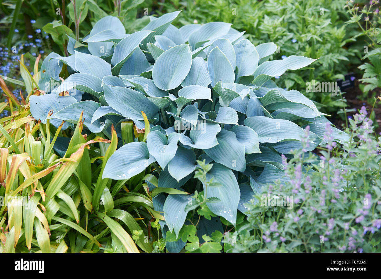 Hosta plantes poussant dans un jardin en bordure de l'été soleil, Holehird gardens, Windermere, Lake District, Cumbria, England, UK, FR. Banque D'Images