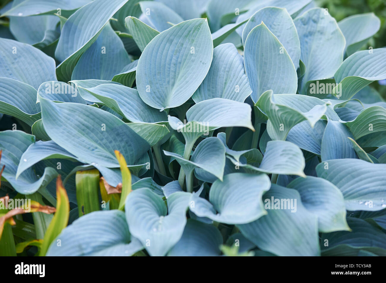 Hosta plantes poussant dans un jardin en bordure de l'été soleil, Holehird gardens, Windermere, Lake District, Cumbria, England, UK, FR. Banque D'Images