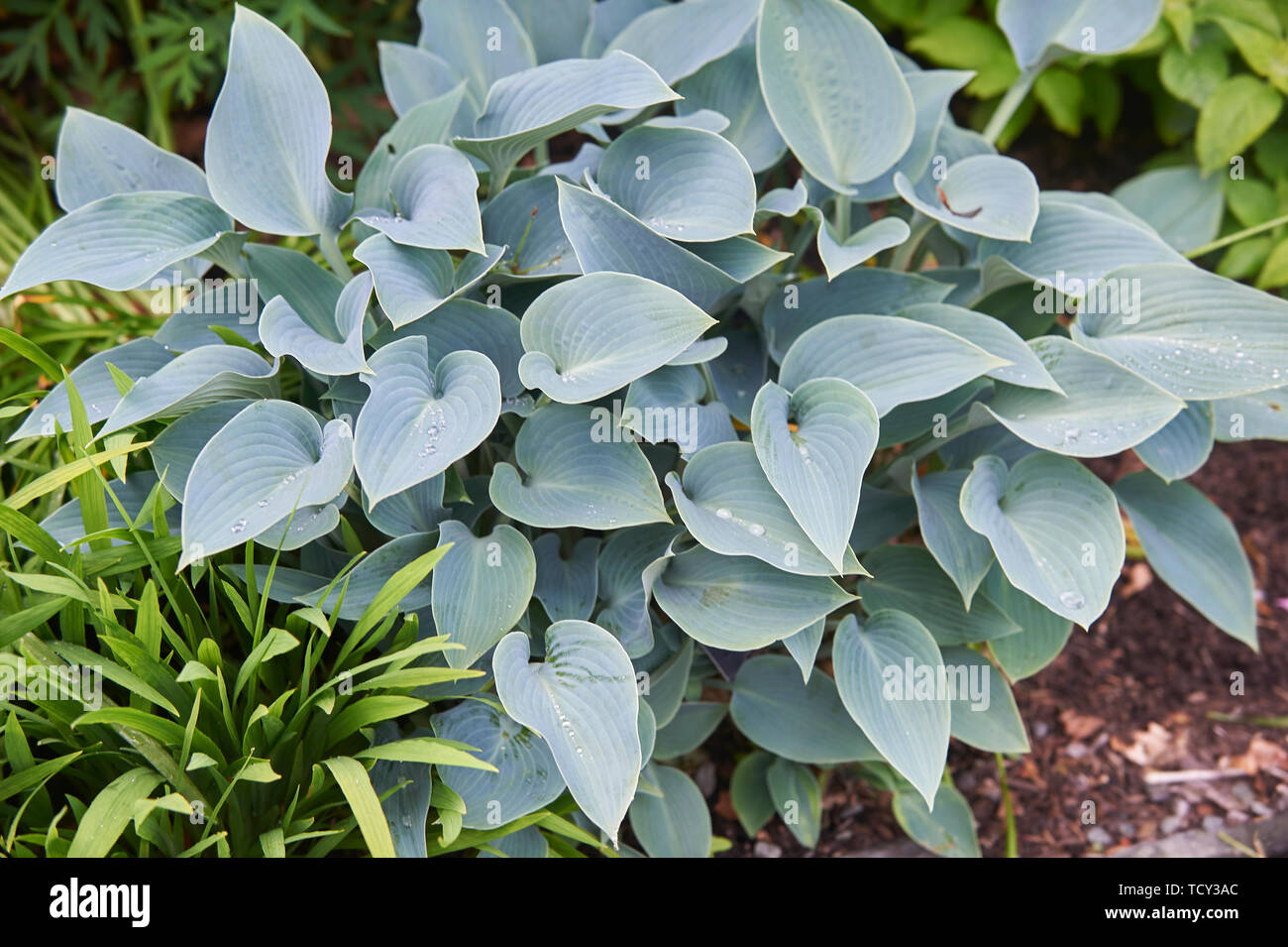 Hosta plantes poussant dans un jardin en bordure de l'été soleil, Holehird gardens, Windermere, Lake District, Cumbria, England, UK, FR. Banque D'Images