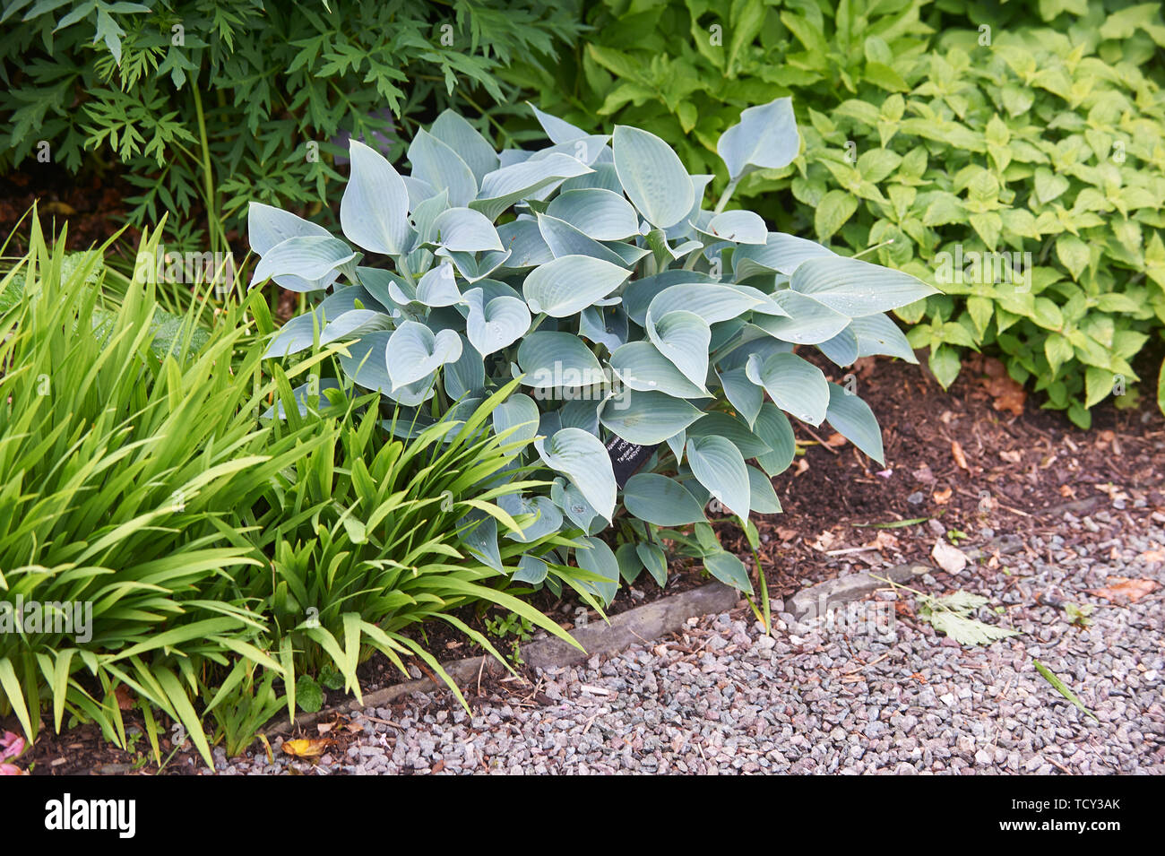 Hosta plantes poussant dans un jardin en bordure de l'été soleil, Holehird gardens, Windermere, Lake District, Cumbria, England, UK, FR. Banque D'Images