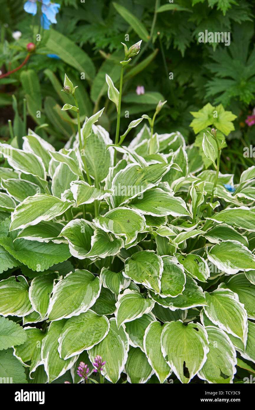 Hosta plantes poussant dans un jardin en bordure de l'été soleil, Holehird gardens, Windermere, Lake District, Cumbria, England, UK, FR. Banque D'Images