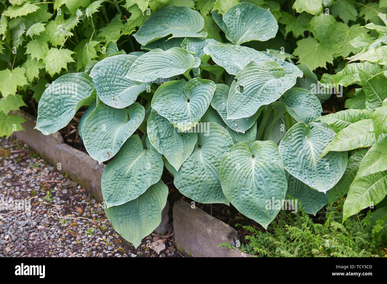 Hosta plantes poussant dans un jardin en bordure de l'été soleil, Holehird gardens, Windermere, Lake District, Cumbria, England, UK, FR. Banque D'Images