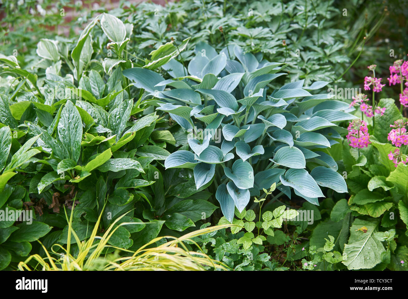 Hosta plantes poussant dans un jardin en bordure de l'été soleil, Holehird gardens, Windermere, Lake District, Cumbria, England, UK, FR. Banque D'Images