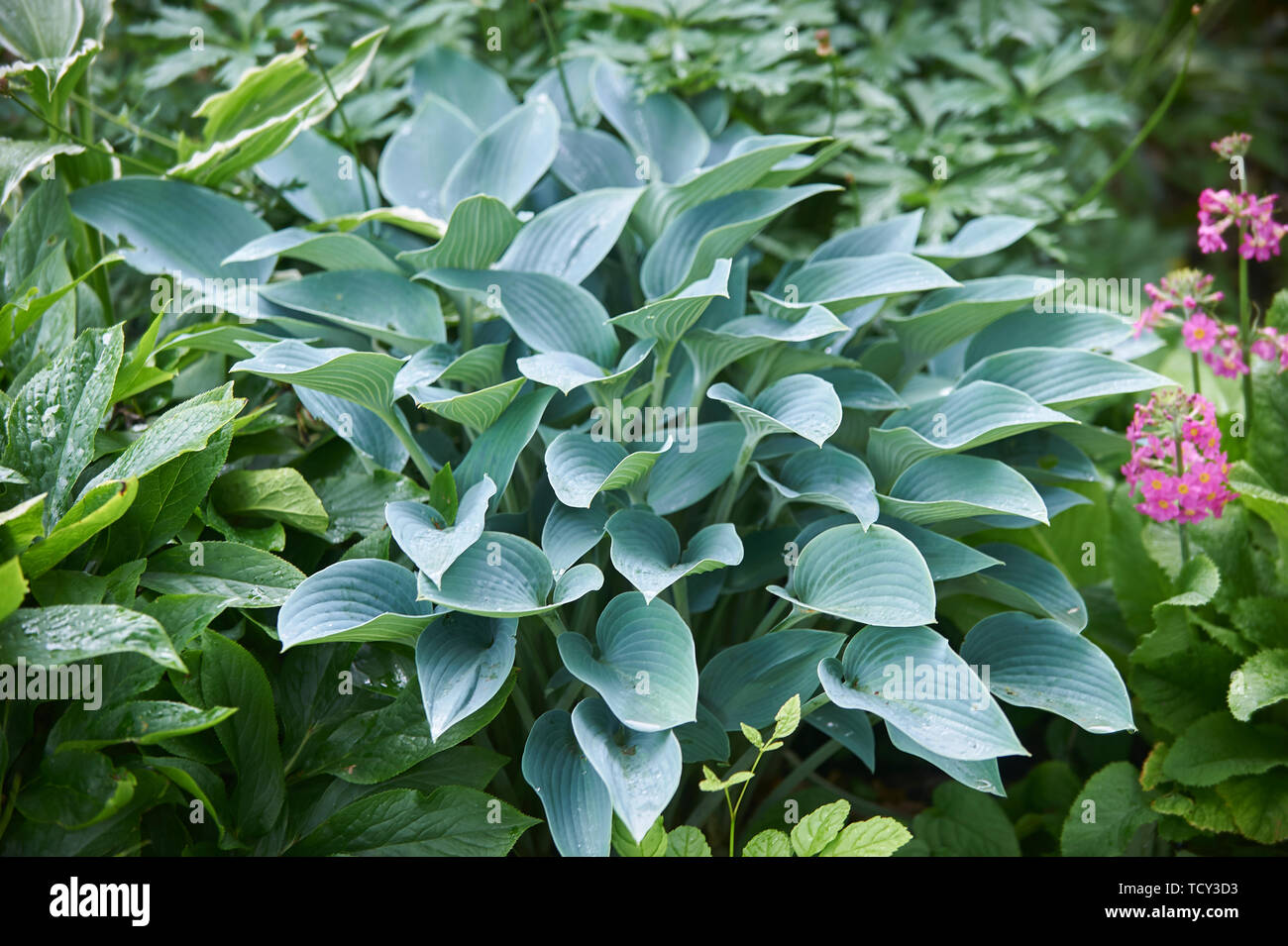 Hosta plantes poussant dans un jardin en bordure de l'été soleil, Holehird gardens, Windermere, Lake District, Cumbria, England, UK, FR. Banque D'Images