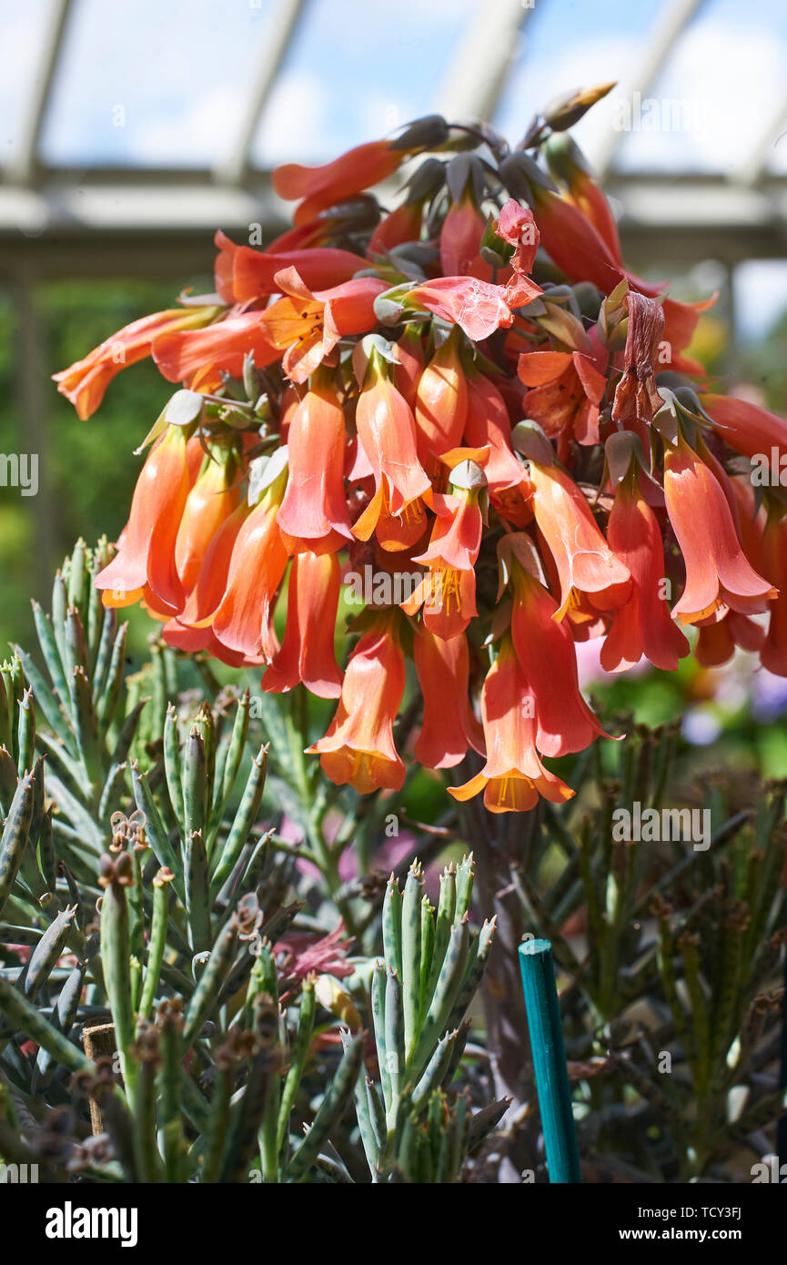 Kalanchoe tubiflora les fleurs et les jeunes plantes minuscules sur la fin de la croissance Banque D'Images