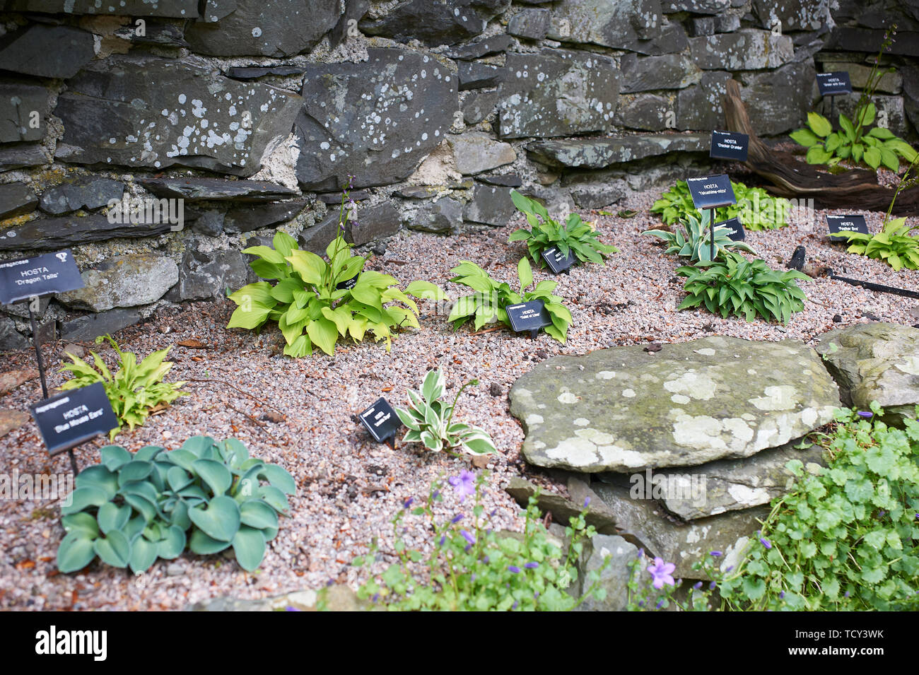 Hosta plantes poussant dans un jardin en bordure de l'été soleil, Holehird gardens, Windermere, Lake District, Cumbria, England, UK, FR. Banque D'Images
