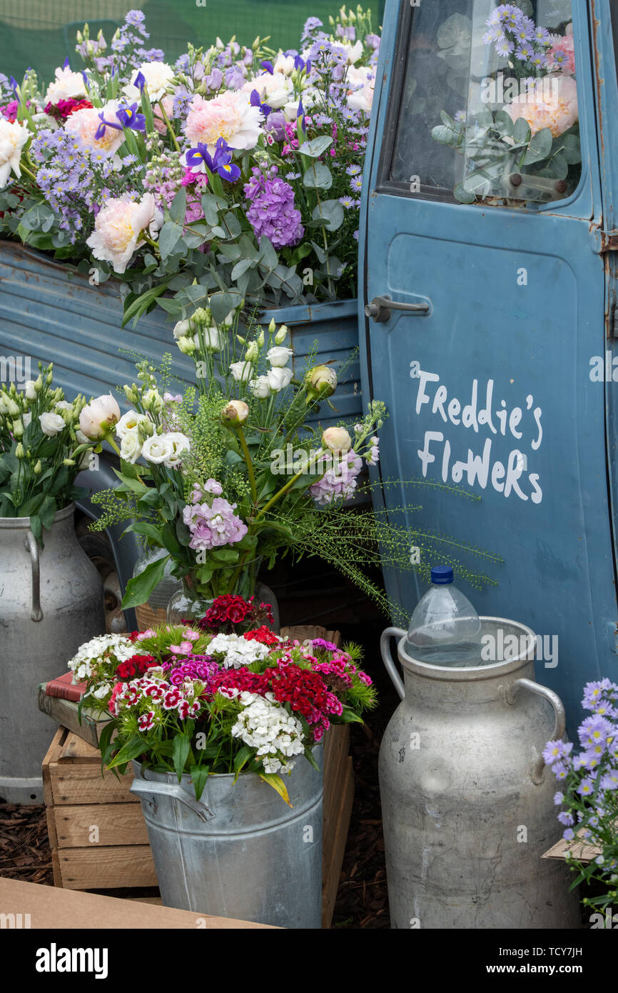 Fleurs Freddies affichage à Chatsworth RHS Flower Show 2019. Chatsworth, Derbyshire, Royaume-Uni Banque D'Images