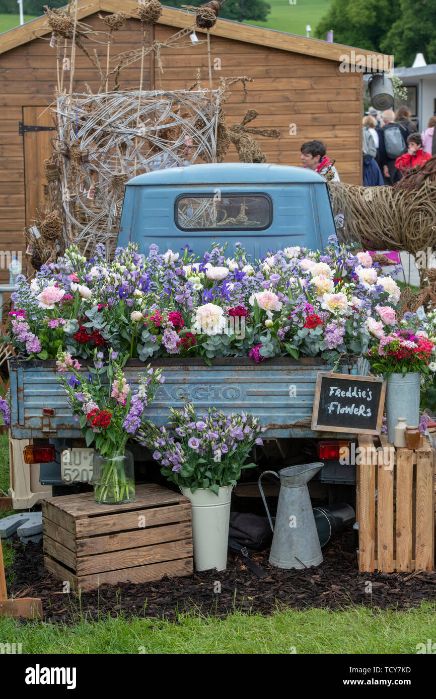 Fleurs Freddies affichage à Chatsworth RHS Flower Show 2019. Chatsworth, Derbyshire, Royaume-Uni Banque D'Images