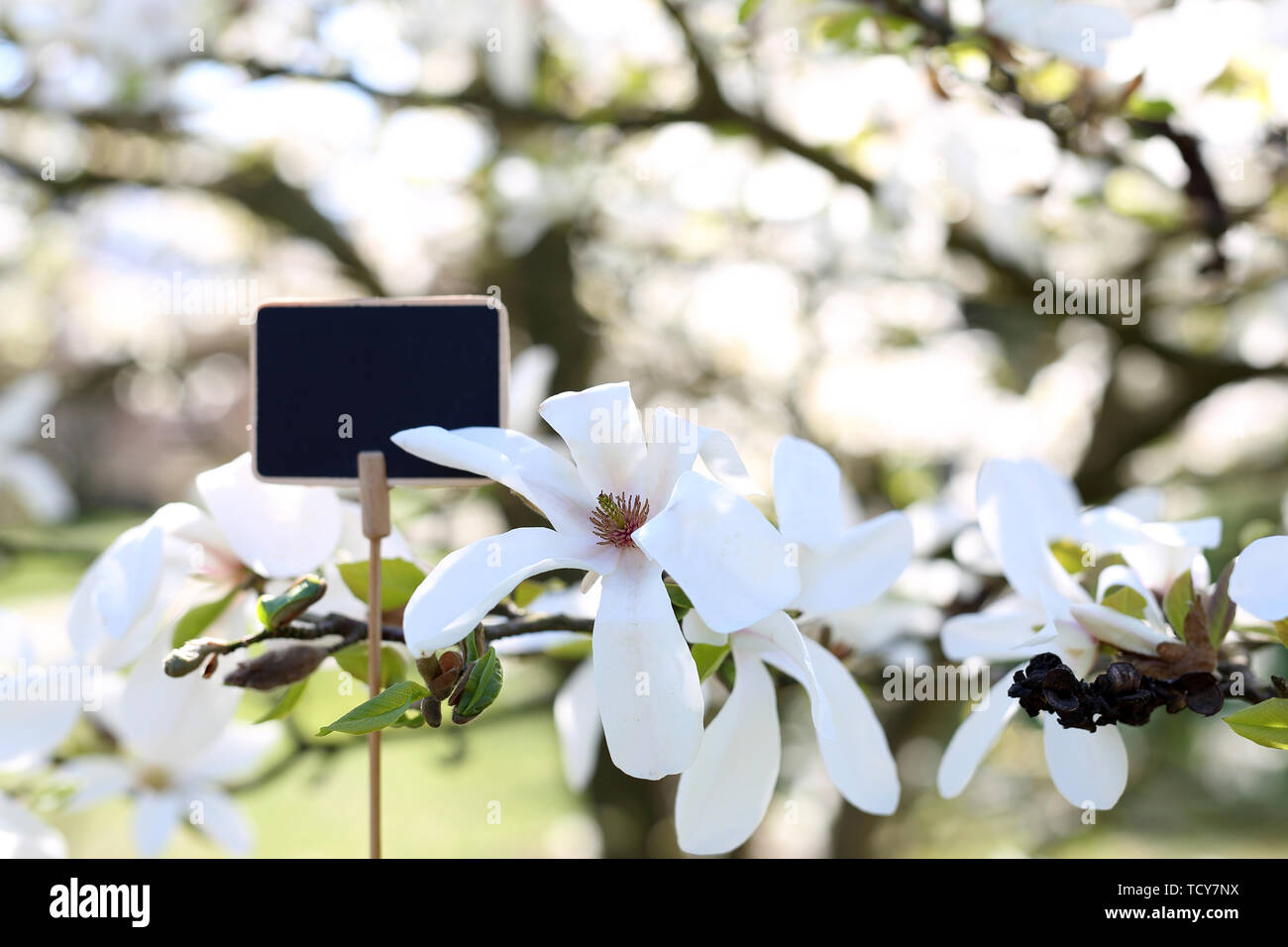 Belle, délicate de magnolias. Plaque avec emplacement pour un texte sur un fond d'un arbre Banque D'Images