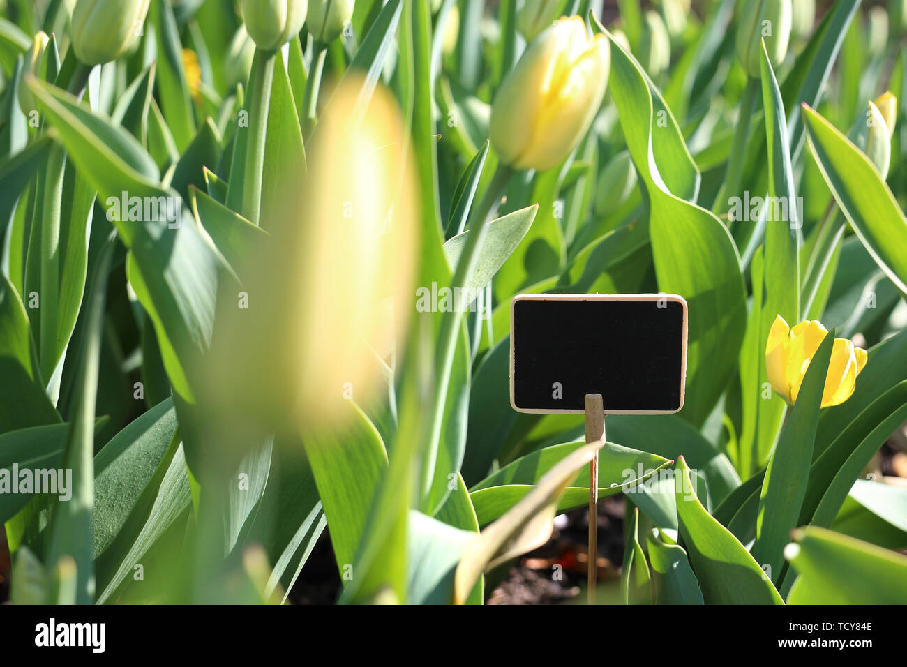 Un patch de tulipes. Dans le jardin de printemps, la floraison des fleurs. Une composition dans le jardin avec un signe sur le texte Banque D'Images
