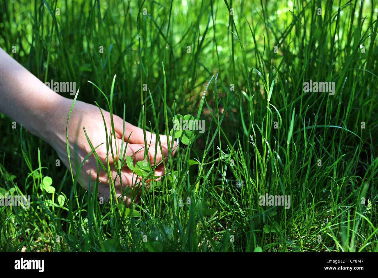 Trèfle à quatre feuilles, la femme a trouvé un trèfle à quatre feuilles dans l'herbe verte. Banque D'Images