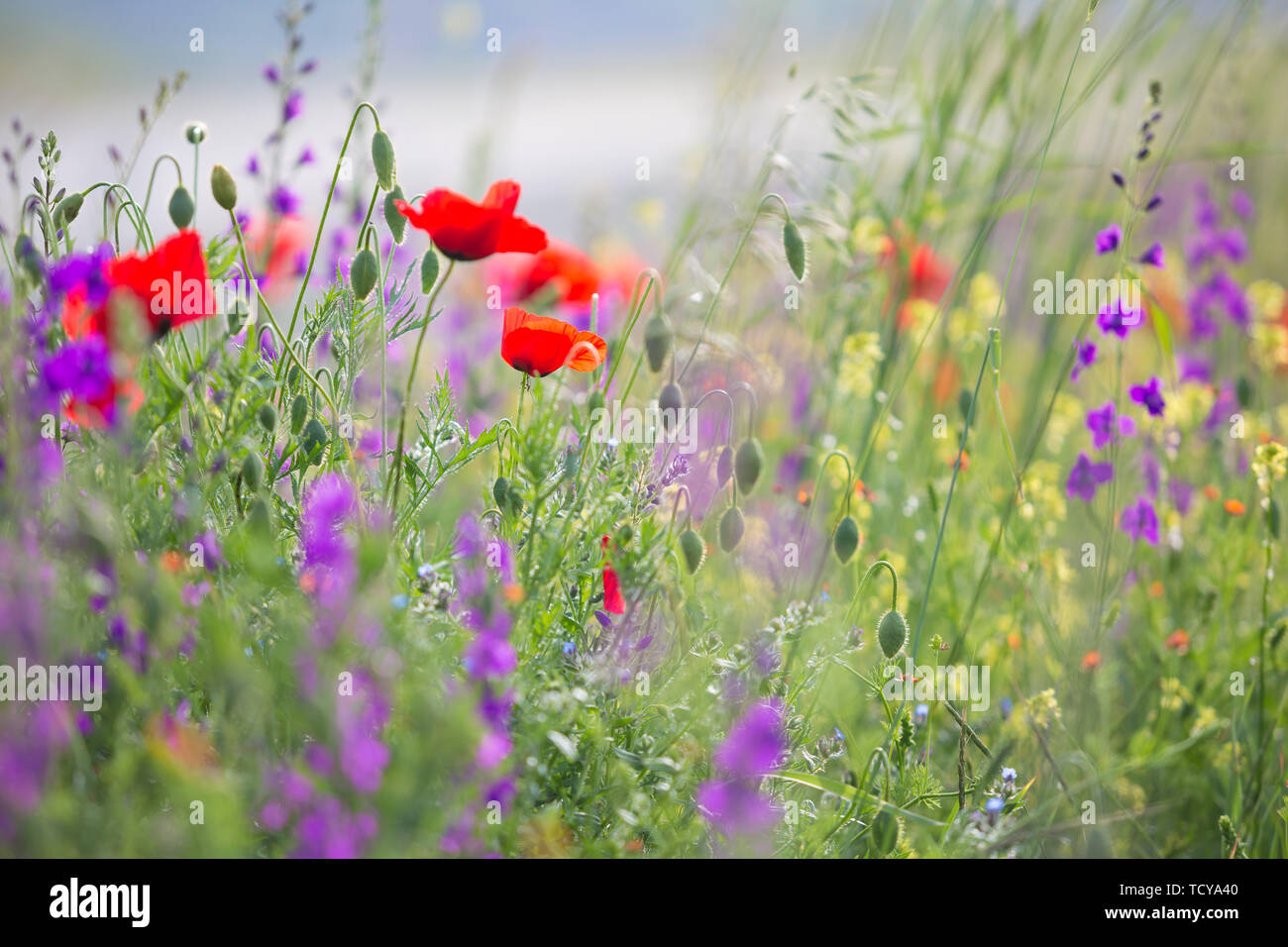 Bel été pré nature. Fleurs de printemps et d'été sous le ciel bleu et le soleil près de Chemakha, Azerbaïdjan Banque D'Images