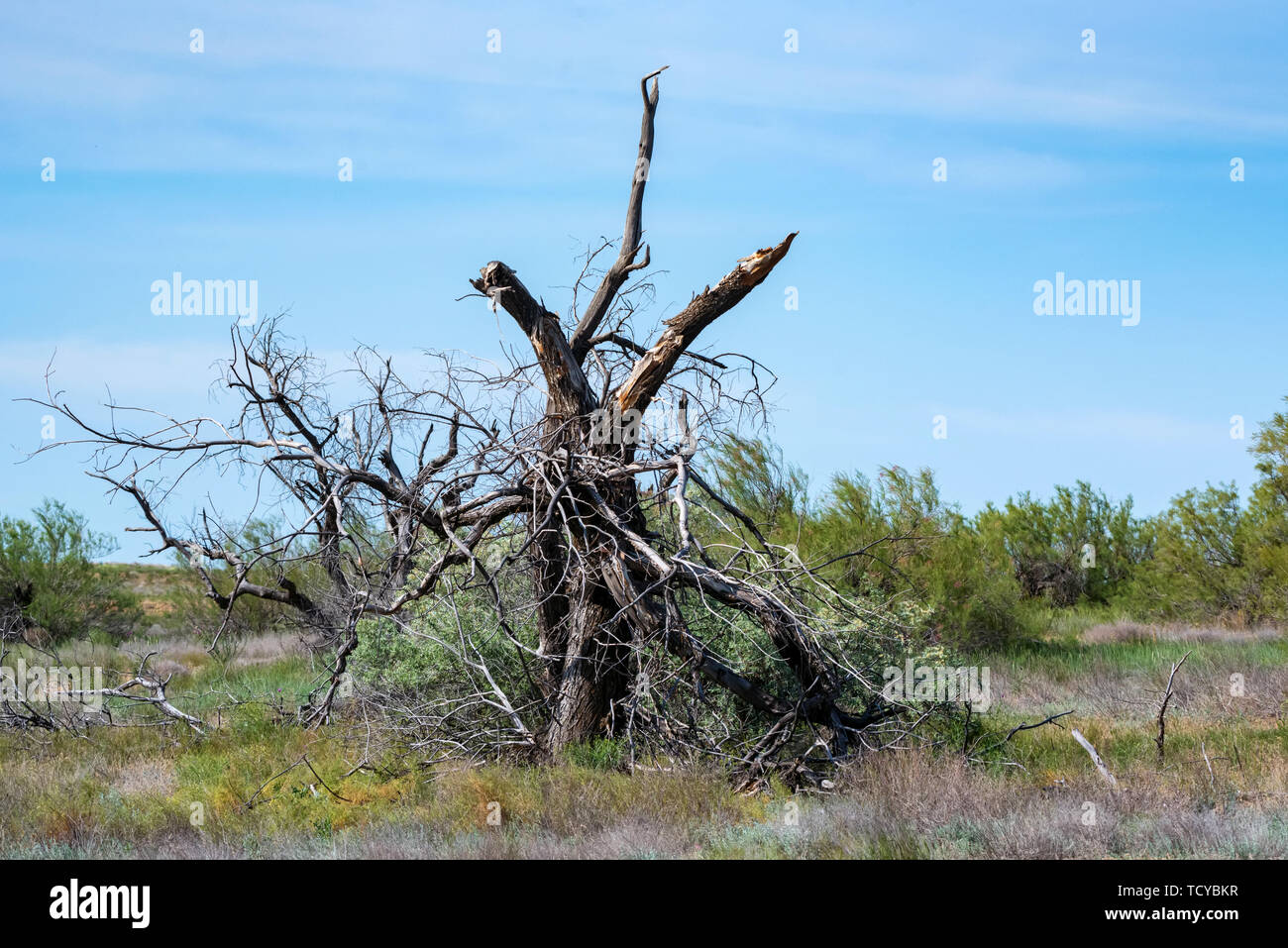 Vieux sec arbre déraciné se trouve sur le sol dans la nature Banque D'Images