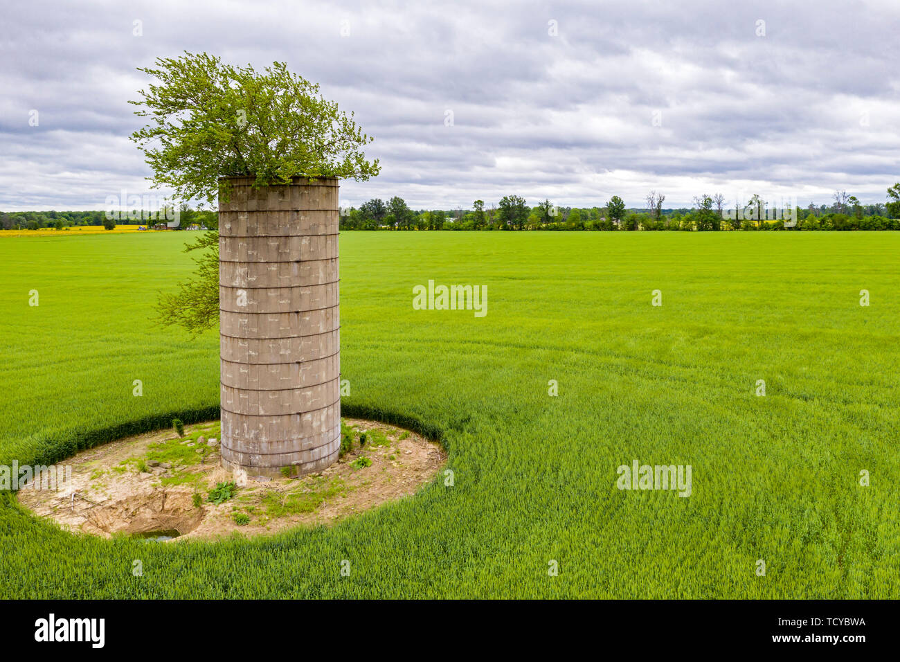 Mt Vernon, Illinois - un arbre pousse sur le dessus d'un vieux silo dans un champ agricole. Banque D'Images