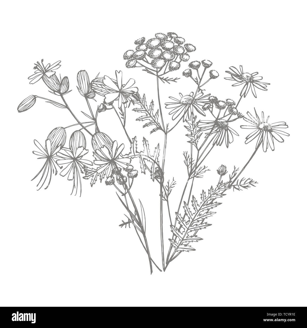 Tanaisie Et Camomille Bouquet De Fleurs Et Dherbes à La