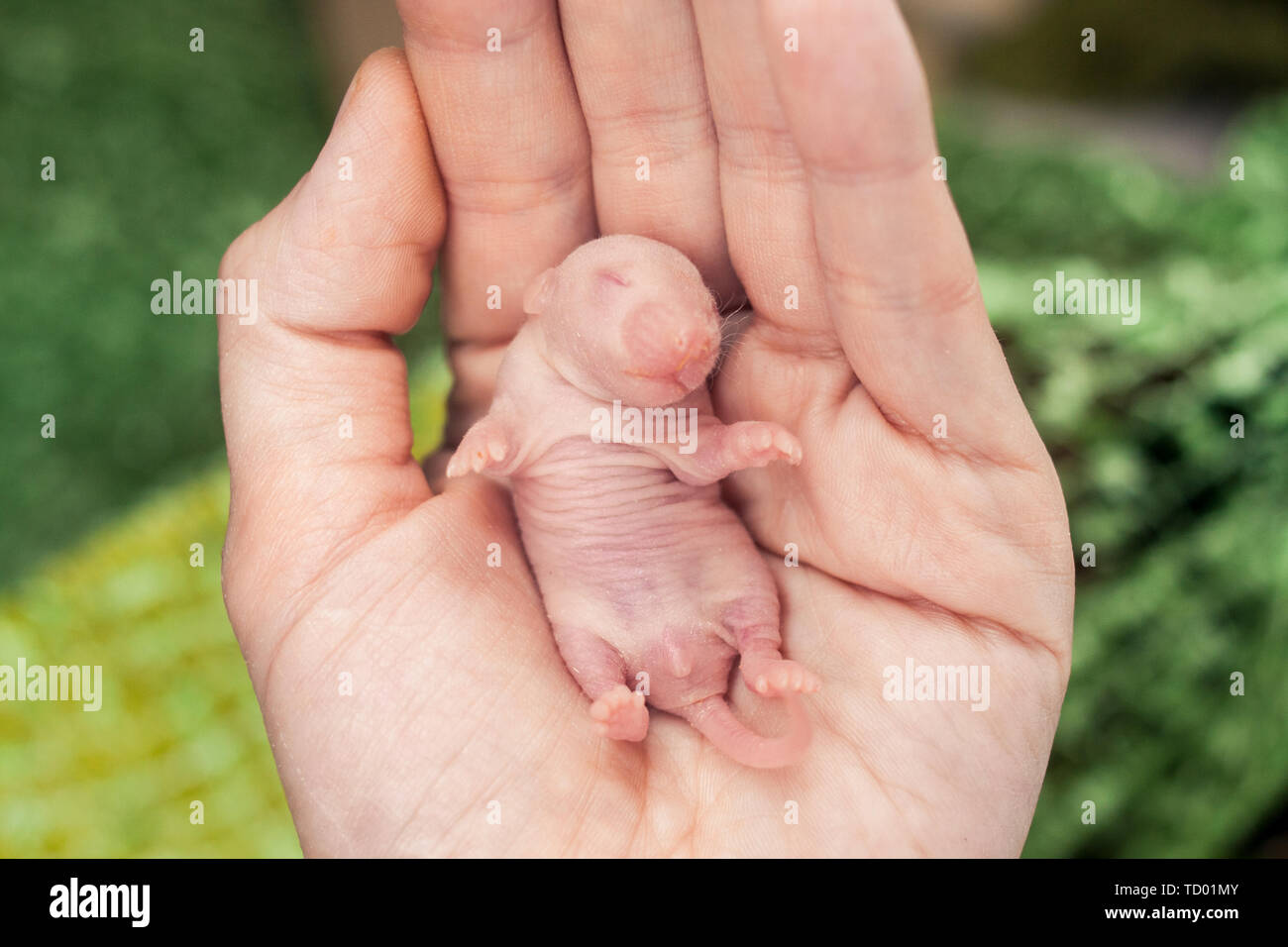 La Notion De Petite Taille Des Rats Nouveau Ne Dans La Main D Une Personne Endormie Souris Bebe Se Trouve Sur La Paume De Votre Main Petit Rongeur A Tete Photo Stock Alamy