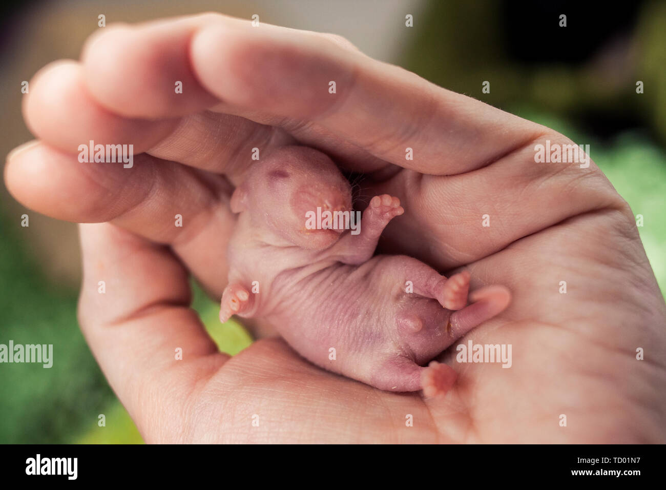 Le Concept De L Aide Des Rats Nouveau Ne Dans La Main Bebe Souris Se Trouve Sur La Paume De Votre Main Un Petit Rongeur Photo Stock Alamy
