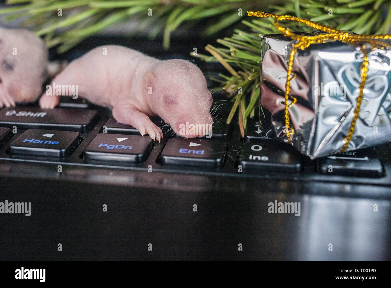 Sommeil De Bebe De La Souris Sur Le Fond De L Arbre Cub De Rat Nouveau Ne Couche Sur Le Clavier Animaux Decoratifs Un Petit Rongeur Aveugle Photo Stock Alamy