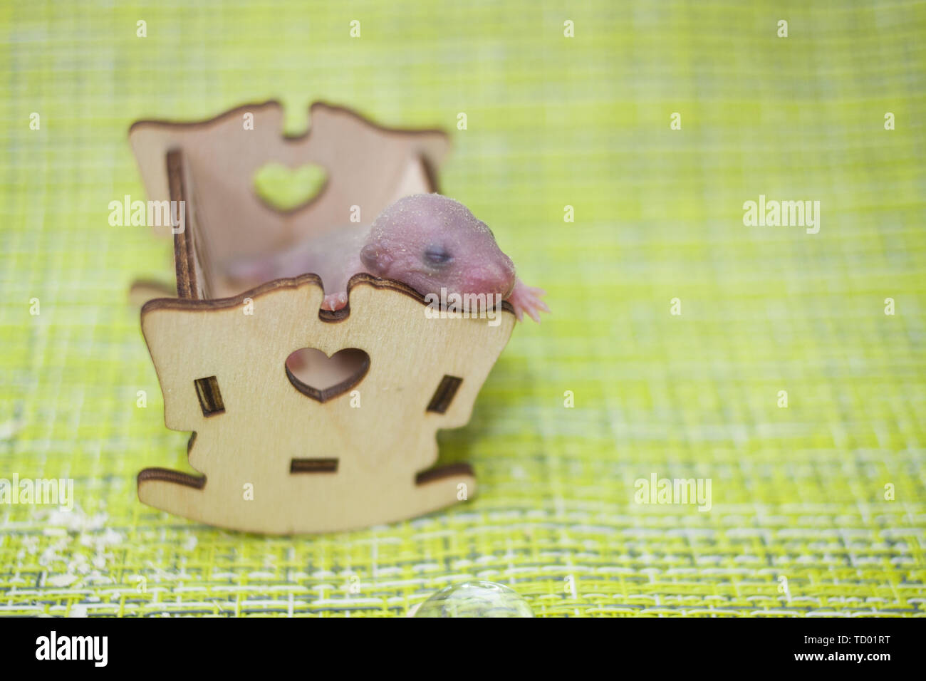Le Concept De Bebe Dormir Un Rat Cub Dort Dans Un Lit Bebe L Enfant De La Souris N Avait Pas Encore Ouvert Les Yeux Rongeurs Nouveau Nes Photo Stock Alamy