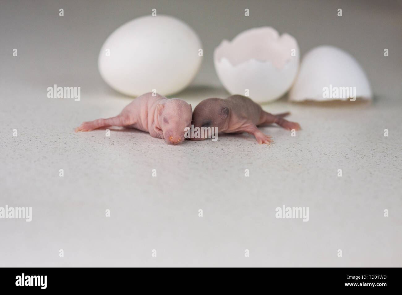 Baby Rats Banque D Image Et Photos Alamy