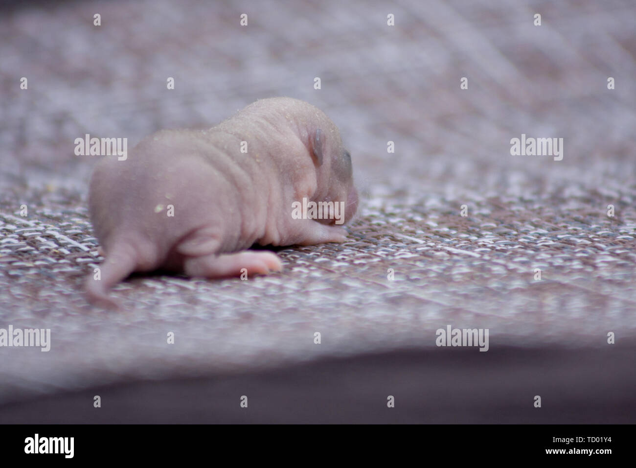 Blind Rat Banque D Image Et Photos Alamy