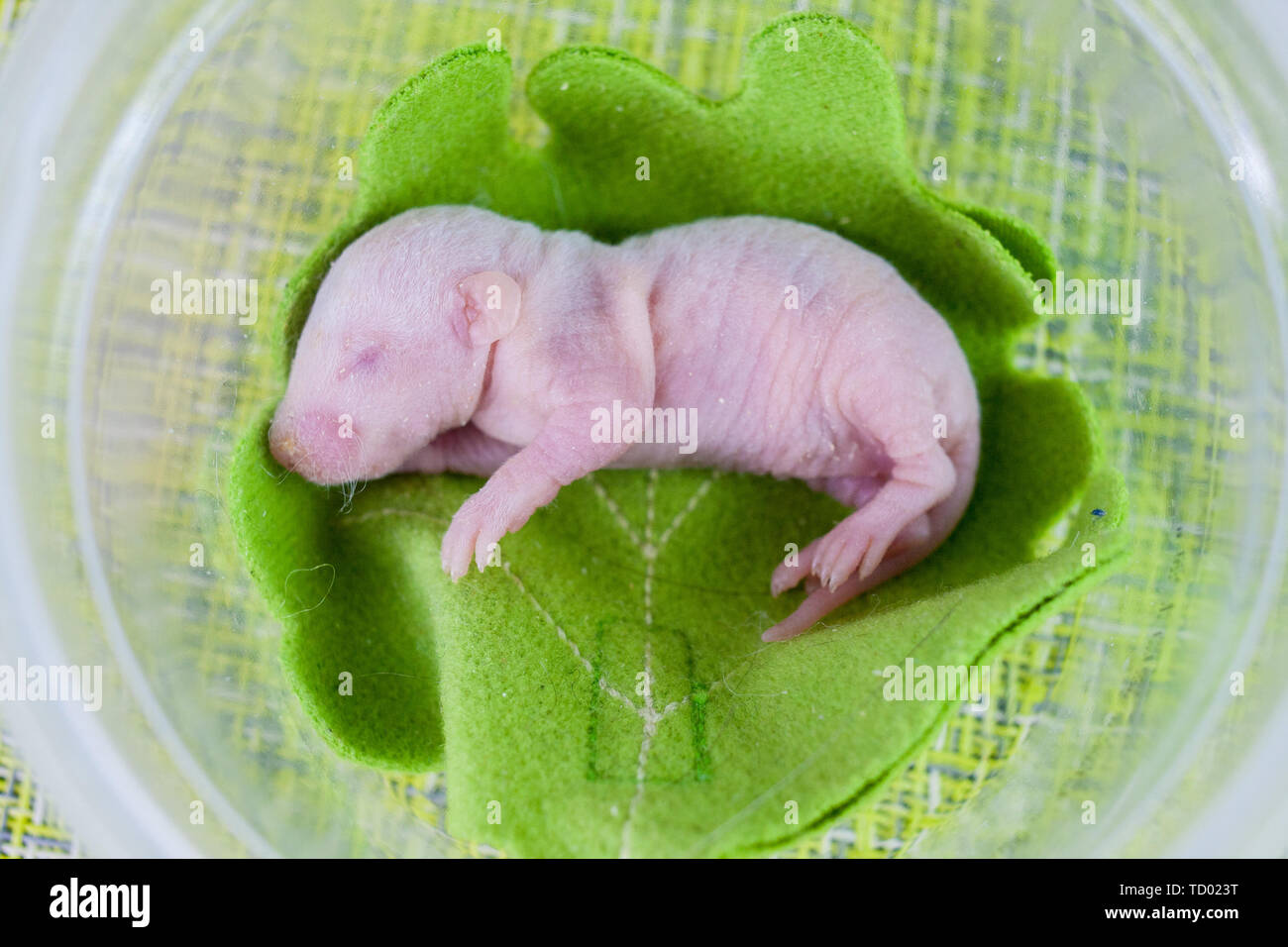 Le Concept De La Nature Chez Le Rat Nouveau Ne Se Trouve Sur Une Feuille Verte Petite Souris De Pres Rongeur A Tete Aveugle Photo Stock Alamy Le Concept De La Nature Chez Le Rat Nouveau Ne Se Trouve Sur Une Feuille Verte Petite Souris De Pres Rongeur A Tete Aveugle Photo Stock Alamy