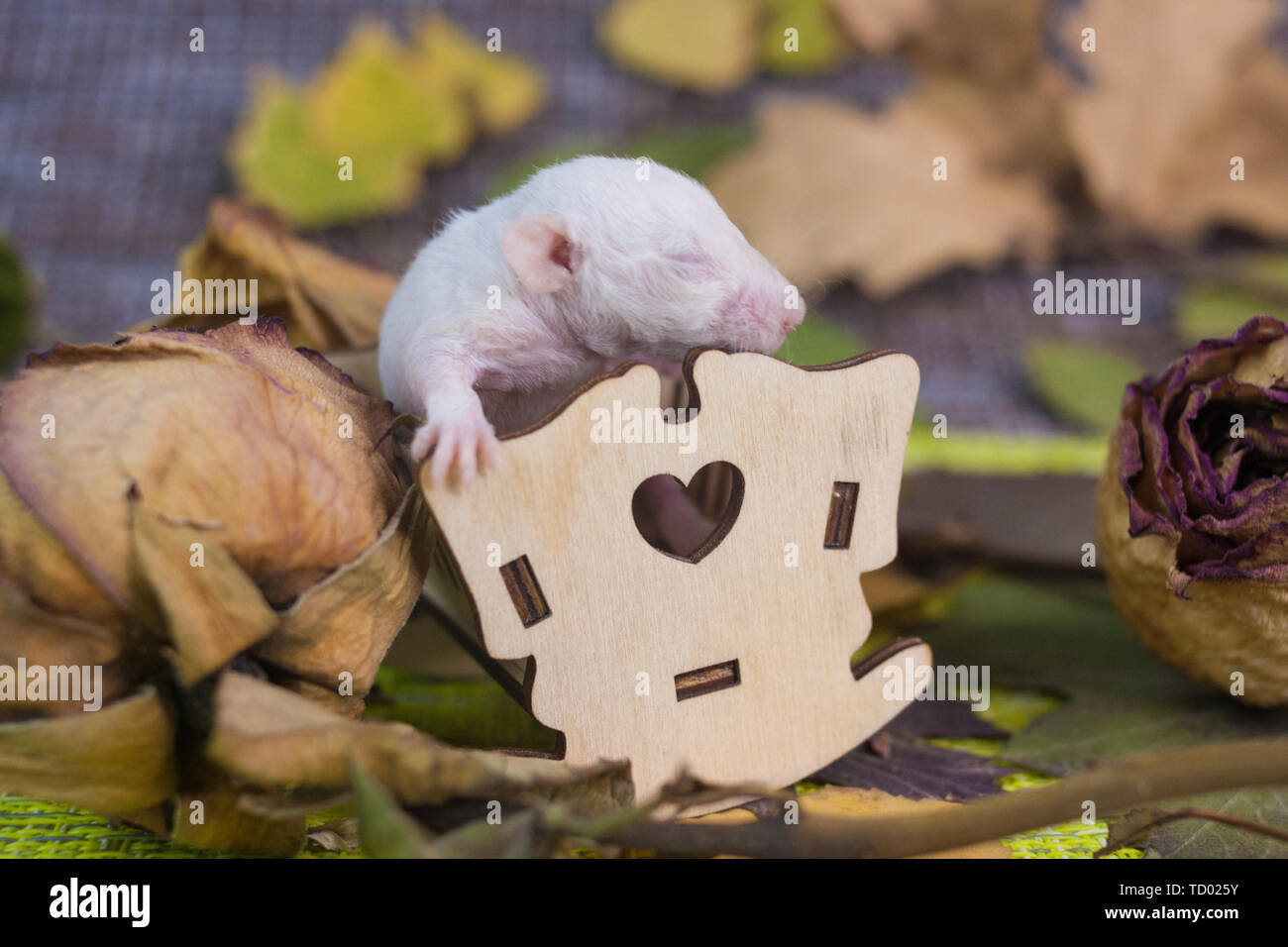 Le Concept De La Petite Enfance Le Rat Se Trouve Dans Un Petit Lit Bebe La Souris Nouveau Ne Dort Dans Le Lit Close Up De Rongeurs Photo Stock Alamy