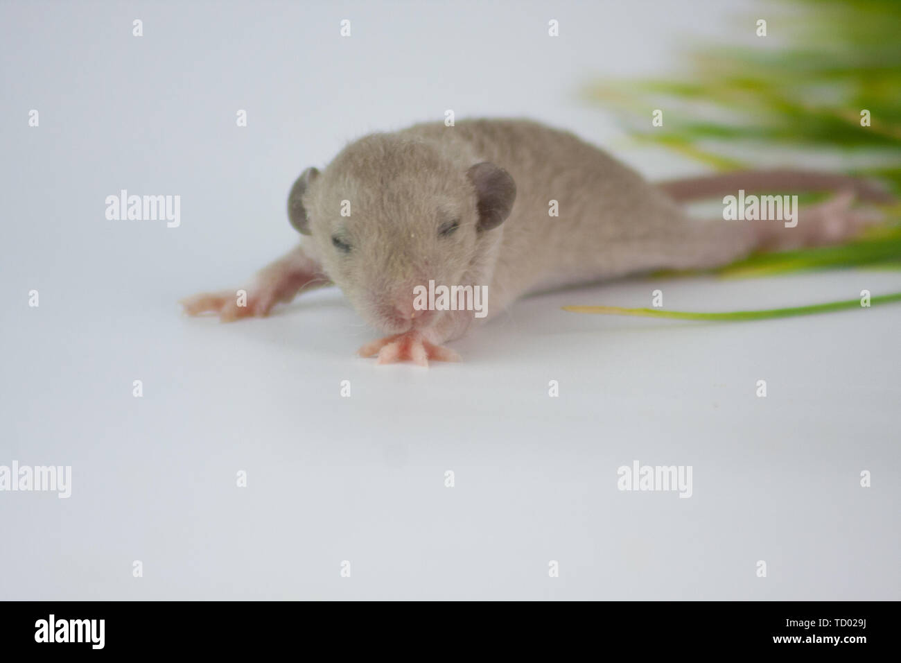 Concept De Rat Nouveau Ne Cecite Avec Les Yeux Fermes La Souris Peut Ne Pas Voir Rongeurs Bebe Libre Photo Stock Alamy