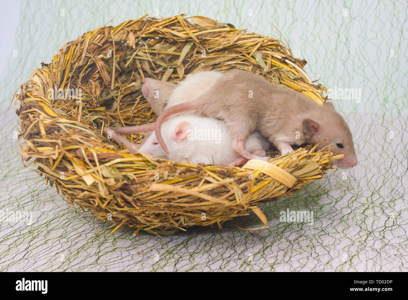 Le concept de la famille d'un nid. Les souris nouveau-nés se trouvent dans  le nid. Les petits enfants rat libre Photo Stock - Alamy