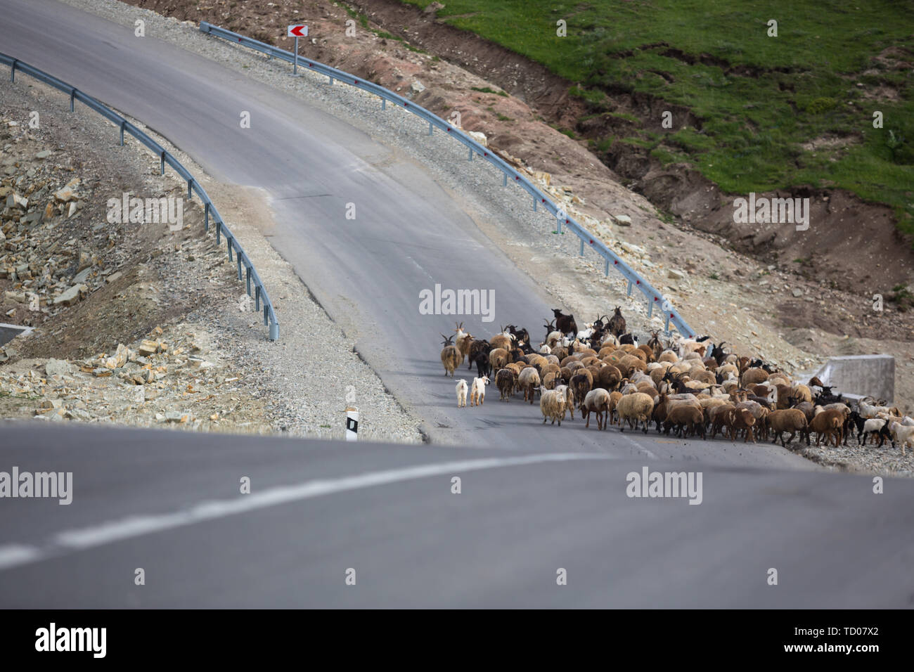 Un troupeau de moutons mangent de l'herbe dans les vertes collines du haut Caucase près de Chemakha, Azerbaïdjan. Banque D'Images